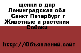 щенки в дар - Ленинградская обл., Санкт-Петербург г. Животные и растения » Собаки   